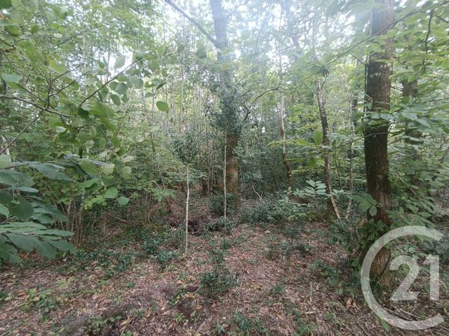 Afficher la photo en grand terrain à vendre - 3189.0 m2 - GRAYAN ET L HOPITAL - 33 - AQUITAINE - Century 21 Agence Biran